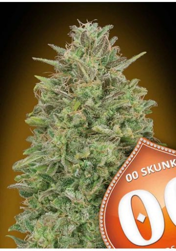 00 Skunk