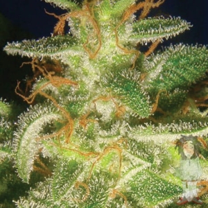 Buddha Tahoe od Big Buddha Seeds nasiona marihuany