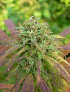 Durban Poison x Guerilla Grape od Bebook Flavour nasiona marihuany