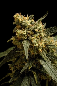 Mamba Negra od Baskaly nasiona marihuany