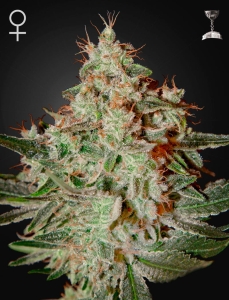 Lemon Skunk od Green House Seeds nasiona marihuany