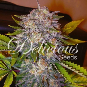 Caramelo F1 Rapid od Delicious Seeds nasiona marihuany