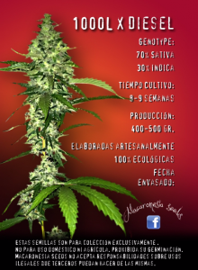 100L X Diesel od Macaronesia Seeds nasiona marihuany