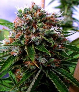 Buddha’s Sister
