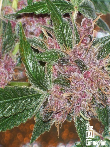 BlackWater