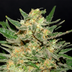 Thai Fantasy od Kannabia Seed nasiona marihuany