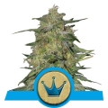 Royal Highness CBD