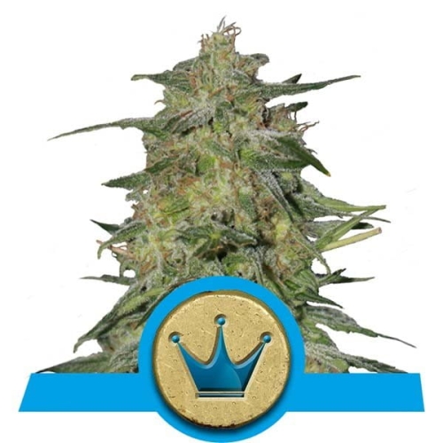Royal Highness CBD