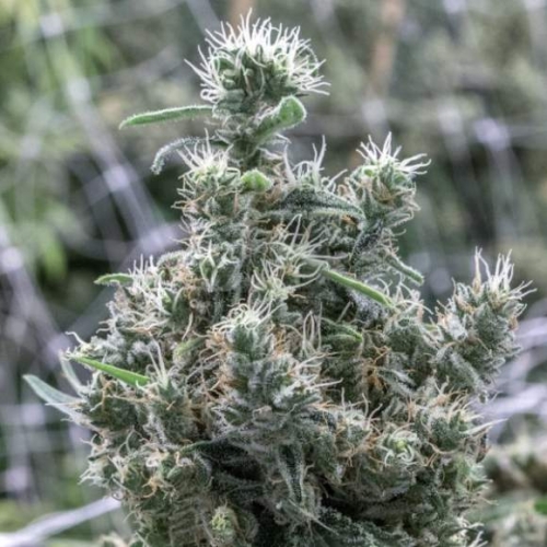 Cannatonic CBD