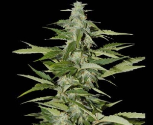 Hindiana Auto od Seeds of Life nasiona marihuany