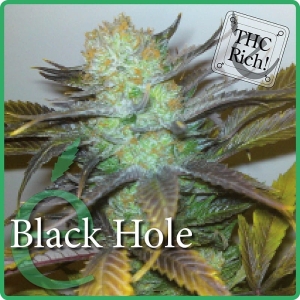 Black Hole od Elite Seeds nasiona marihuany