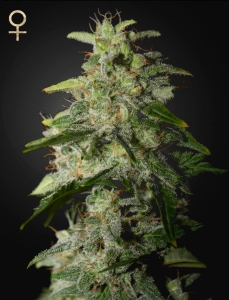 Money Maker od Strain Hunters nasiona marihuany