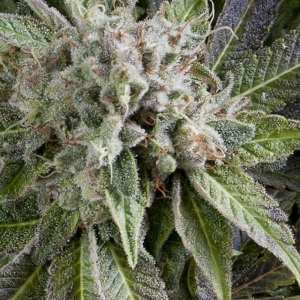 Auto Blue Pyramid od Pyramid Seeds nasiona marihuany