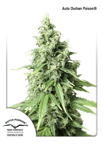 Auto Durban Poison od Dutch Passion nasiona marihuany