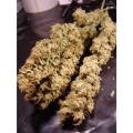 AllKush 