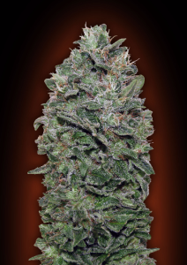 Sweet Soma od 00 Seeds Bank nasiona marihuany