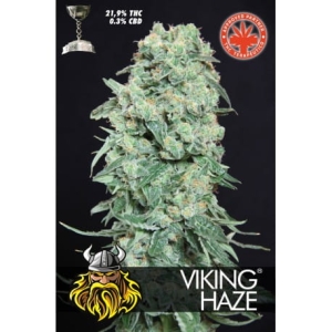 Viking Haze od Pure Seeds nasiona marihuany