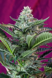 Moham Ram Auto od Sweet Seeds nasiona marihuany