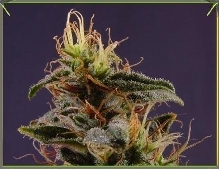 G13 x N.Y.C. Diesel