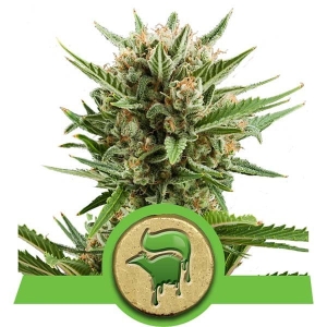 Sweet Skunk Automatic od Royal Queen Seeds nasiona marihuany
