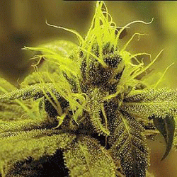 Honolulu Haze od Sagarmatha nasiona marihuany