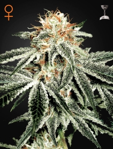 White Widow od Green House Seeds nasiona marihuany