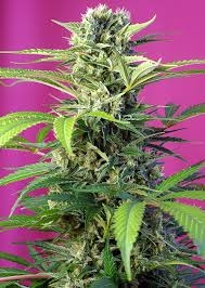 Chem Beyond Diesel CBD od Sweet Seeds nasiona marihuany