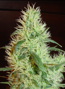 White Widow od Fanta Seeds nasiona marihuany