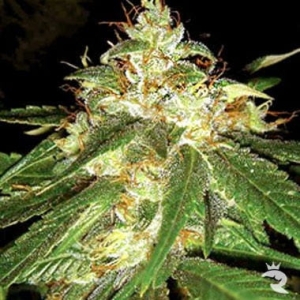 Connie Chung od DNA Genetics nasiona marihuany