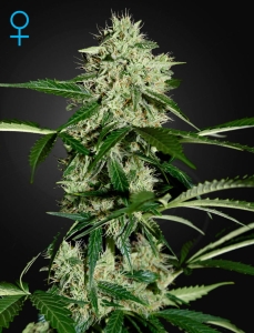 Northern Light Auto od Green House Seeds nasiona marihuany