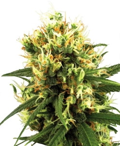 White Haze Auto od White Label nasiona marihuany