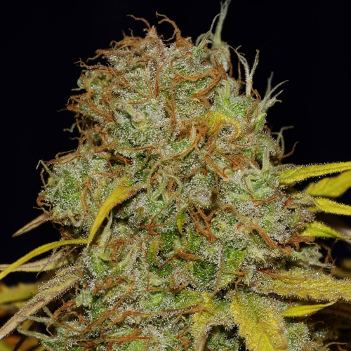 Power Africa x MK Ultra Fast