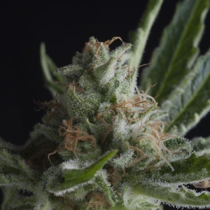 Shark od Pyramid Seeds nasiona marihuany