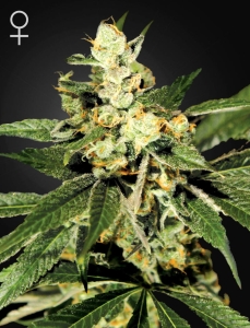 Trainwreck od Green House Seeds nasiona marihuany