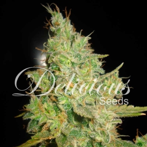 Critical Kali Mist od Delicious Seeds nasiona marihuany