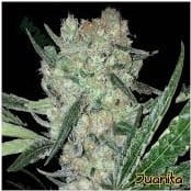 Juanita