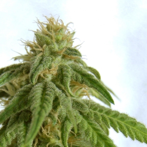 Afrodite od Kannabia Seed nasiona marihuany
