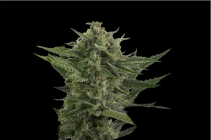 Auto Reek'n od Devil's Harvest nasiona marihuany