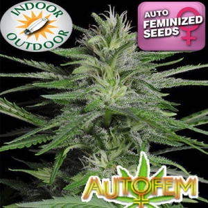 Auto Stoned od Autofem nasiona marihuany
