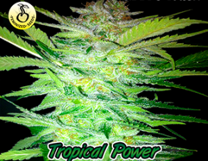 Tropical Power od Kaya Spain Quality nasiona marihuany