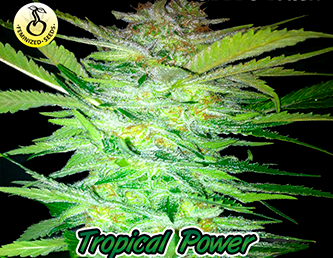Tropical Power
