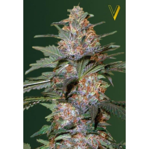 Auto Caramelino