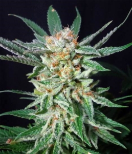 Orange Cinnamon Swirl od G13 Labs nasiona marihuany