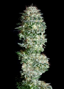 Absolute Herer od Absolute Cannabis Seeds nasiona marihuany
