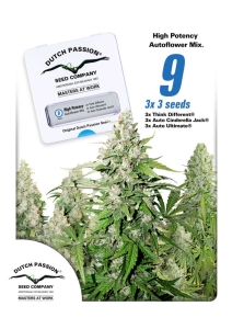High Potency Auto od Dutch Passion nasiona marihuany