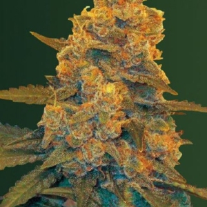 Blue Dream od Victory Seeds nasiona marihuany