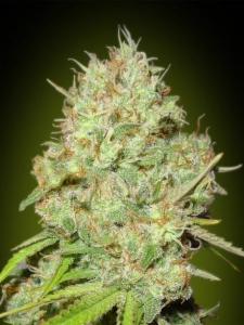 Shark Widow od Advanced Seeds nasiona marihuany