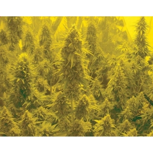 Auto Somachigun od Biohazard Seeds nasiona marihuany