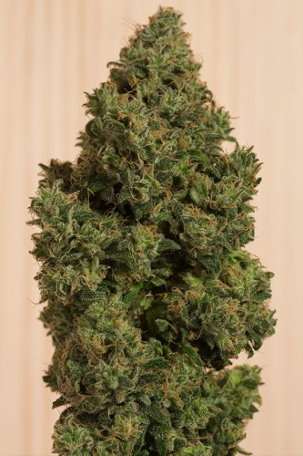Blue Dream CBD