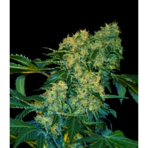 Chingis Khan od Vip Seeds nasiona marihuany